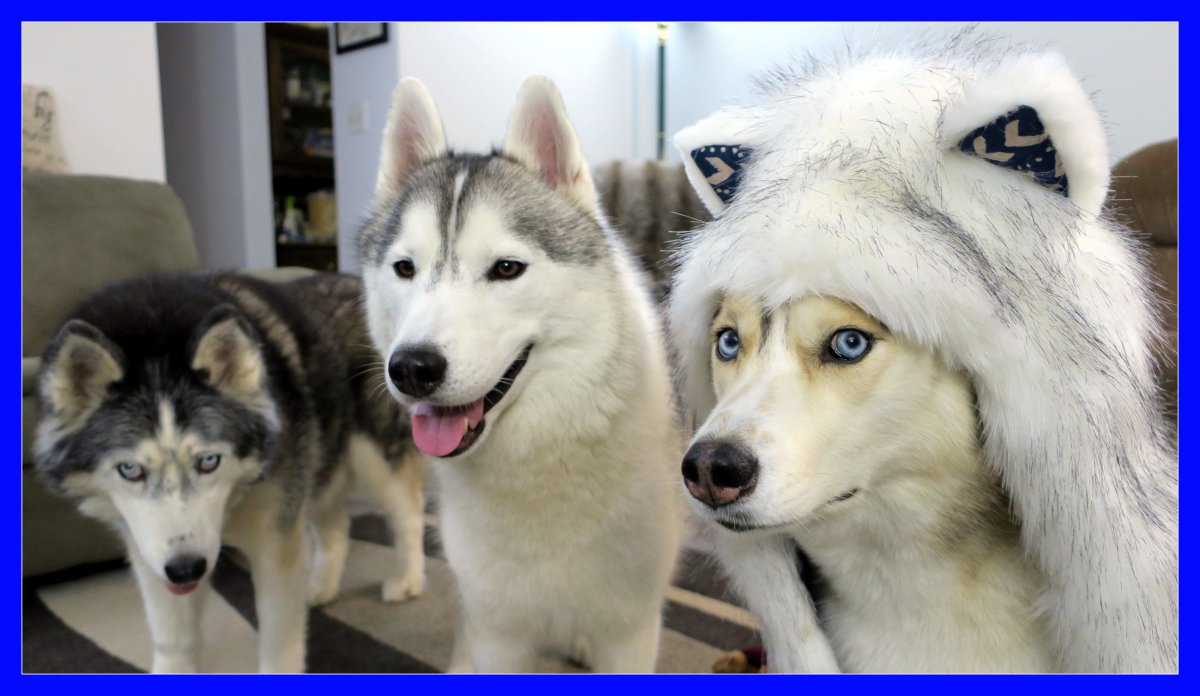 Пародия хаски