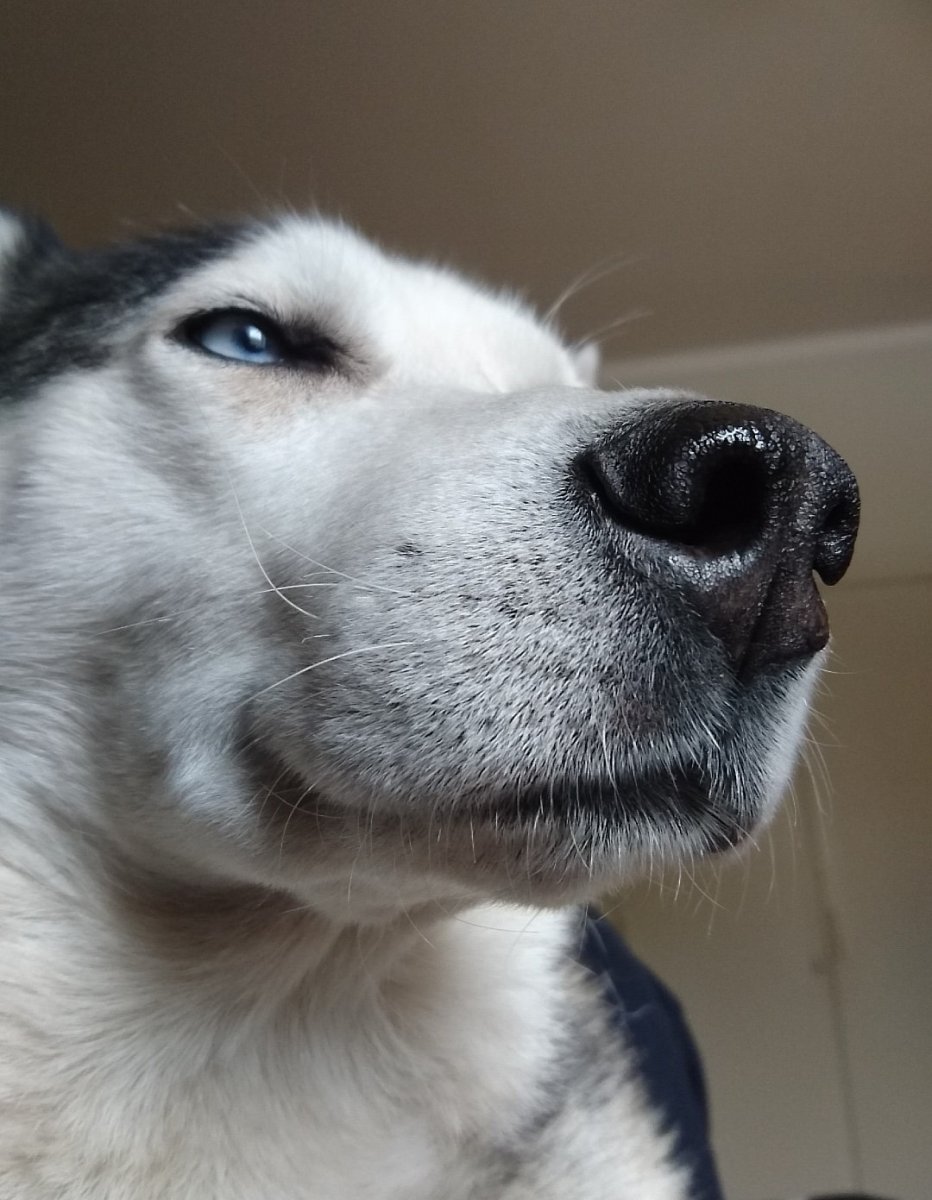 Прикус у сибирских хаски