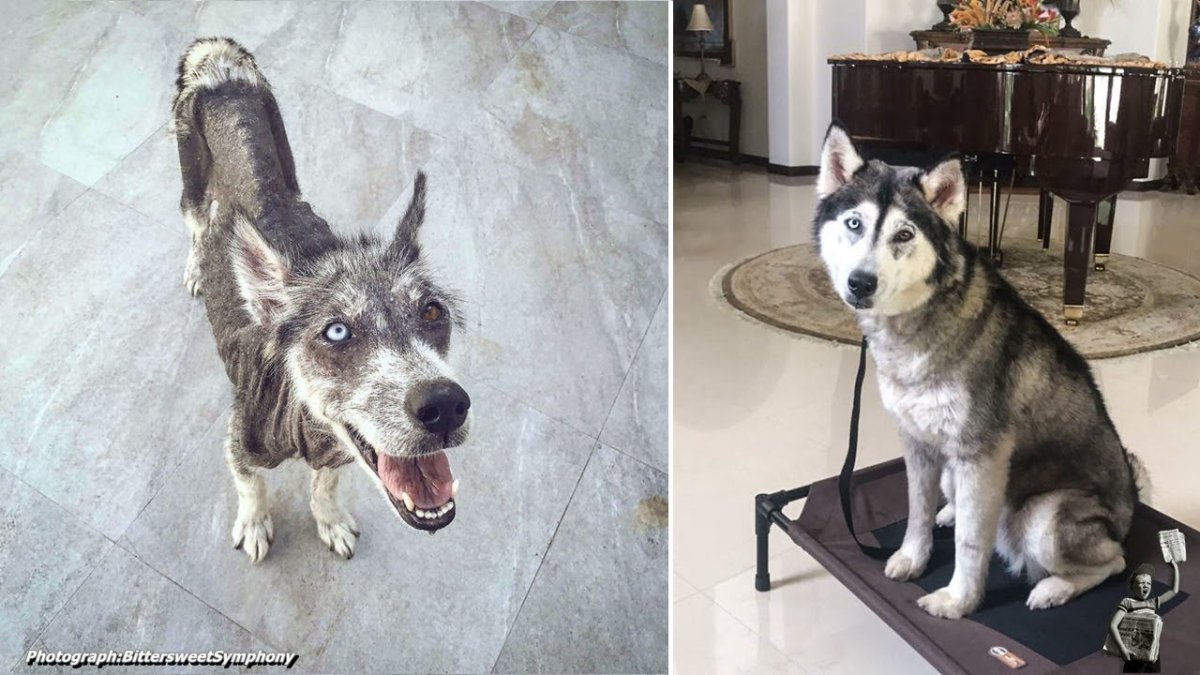 Дворняжки до и после