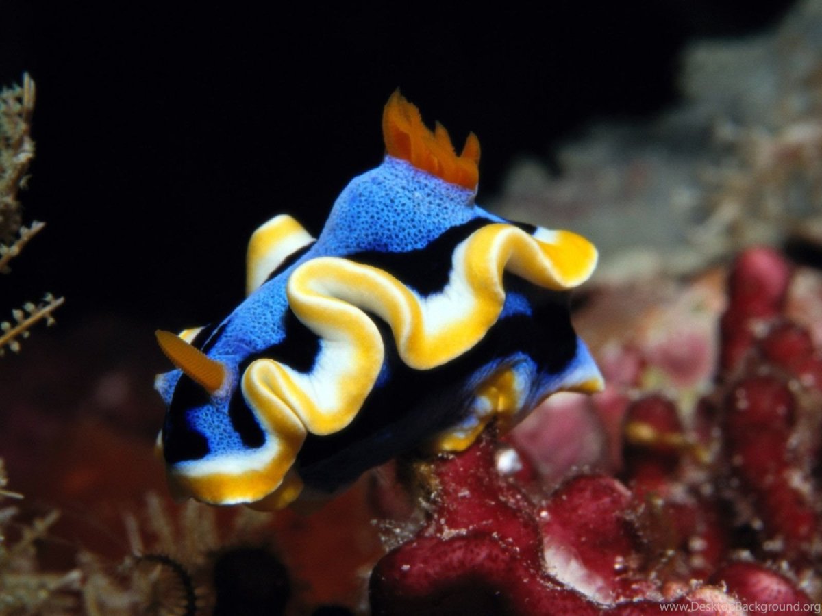 Желтая Тропическая рыбка