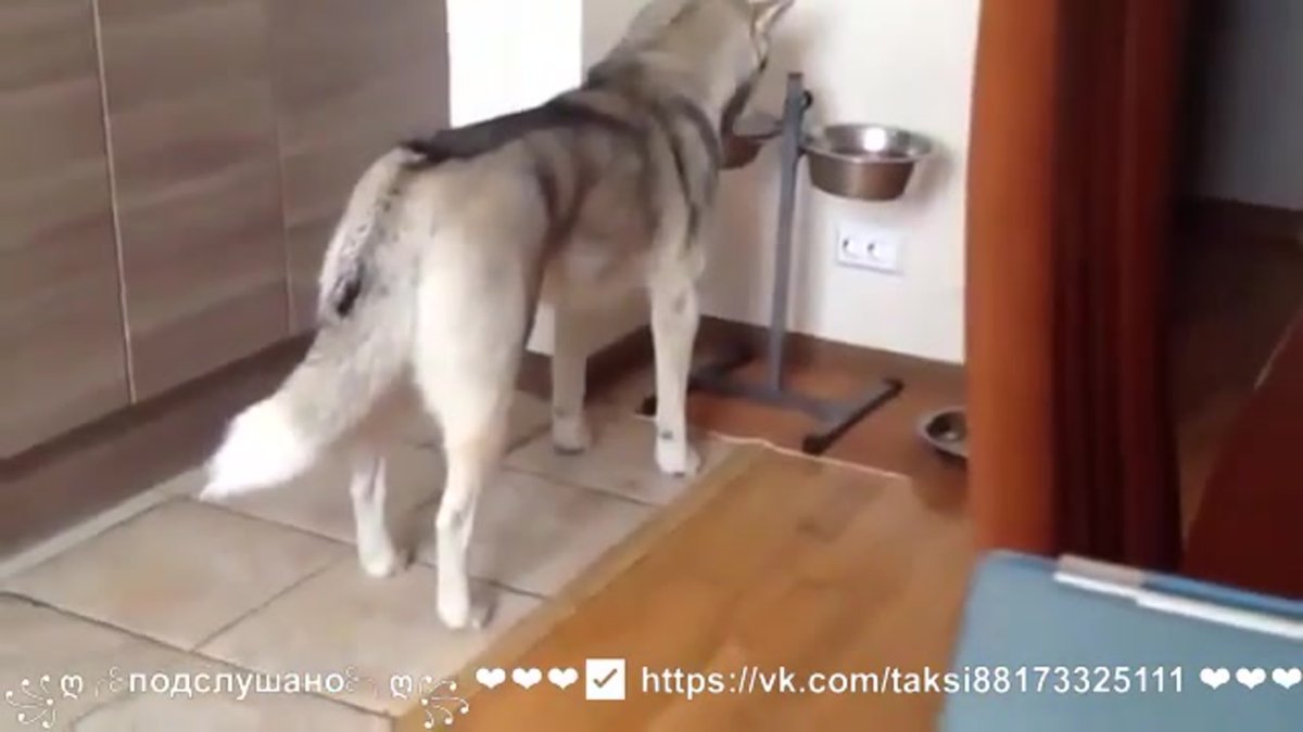 Хаски пострижена налысо