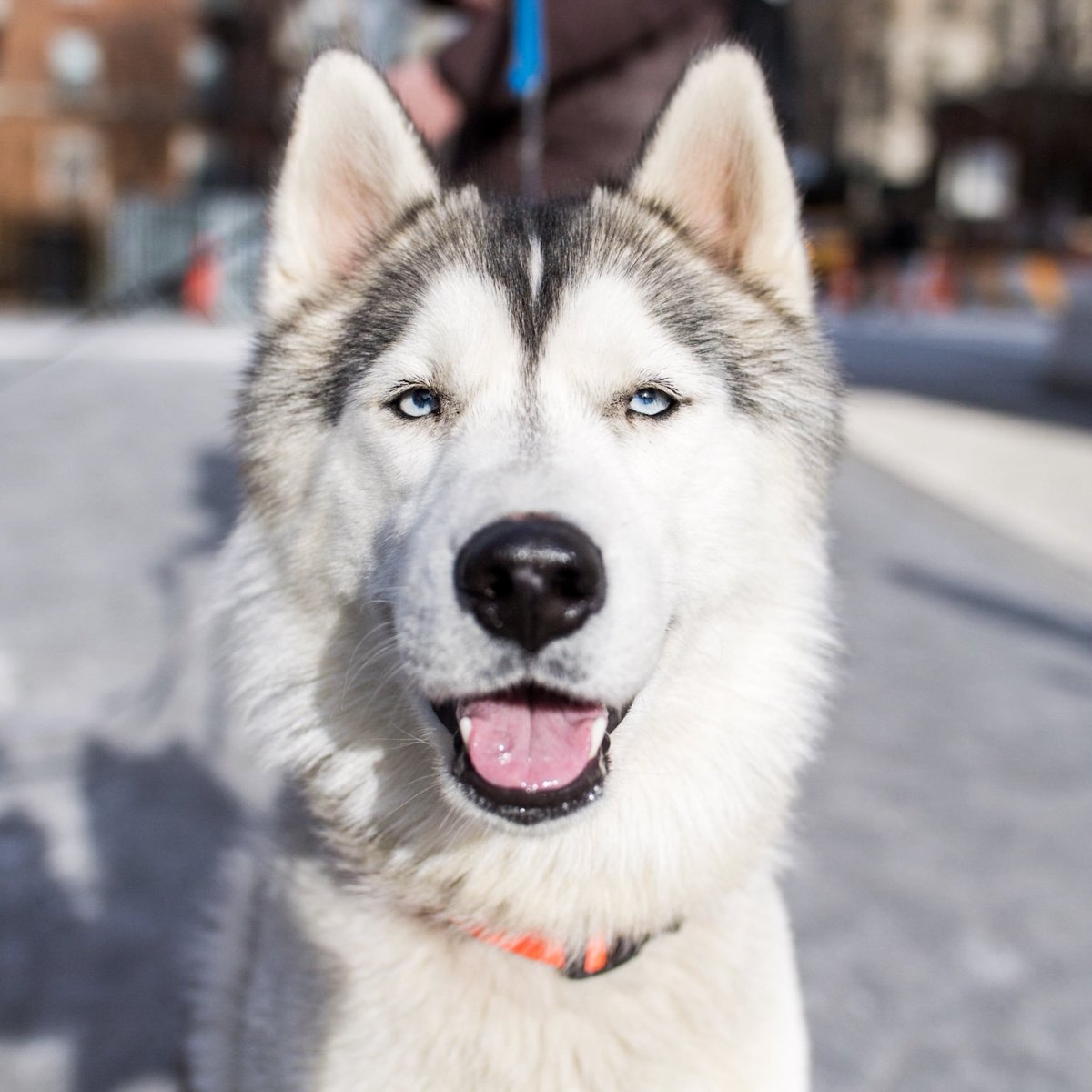 Хаски Мекхан