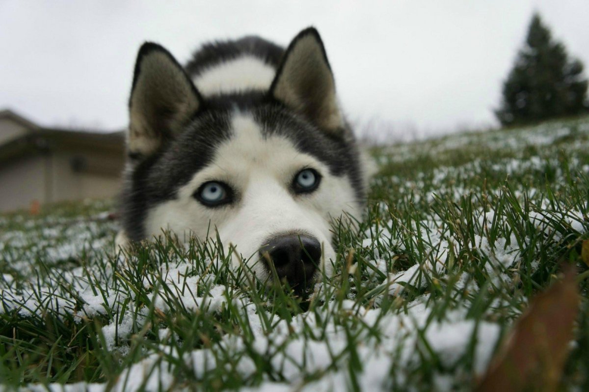 Западно Сибирская хаски