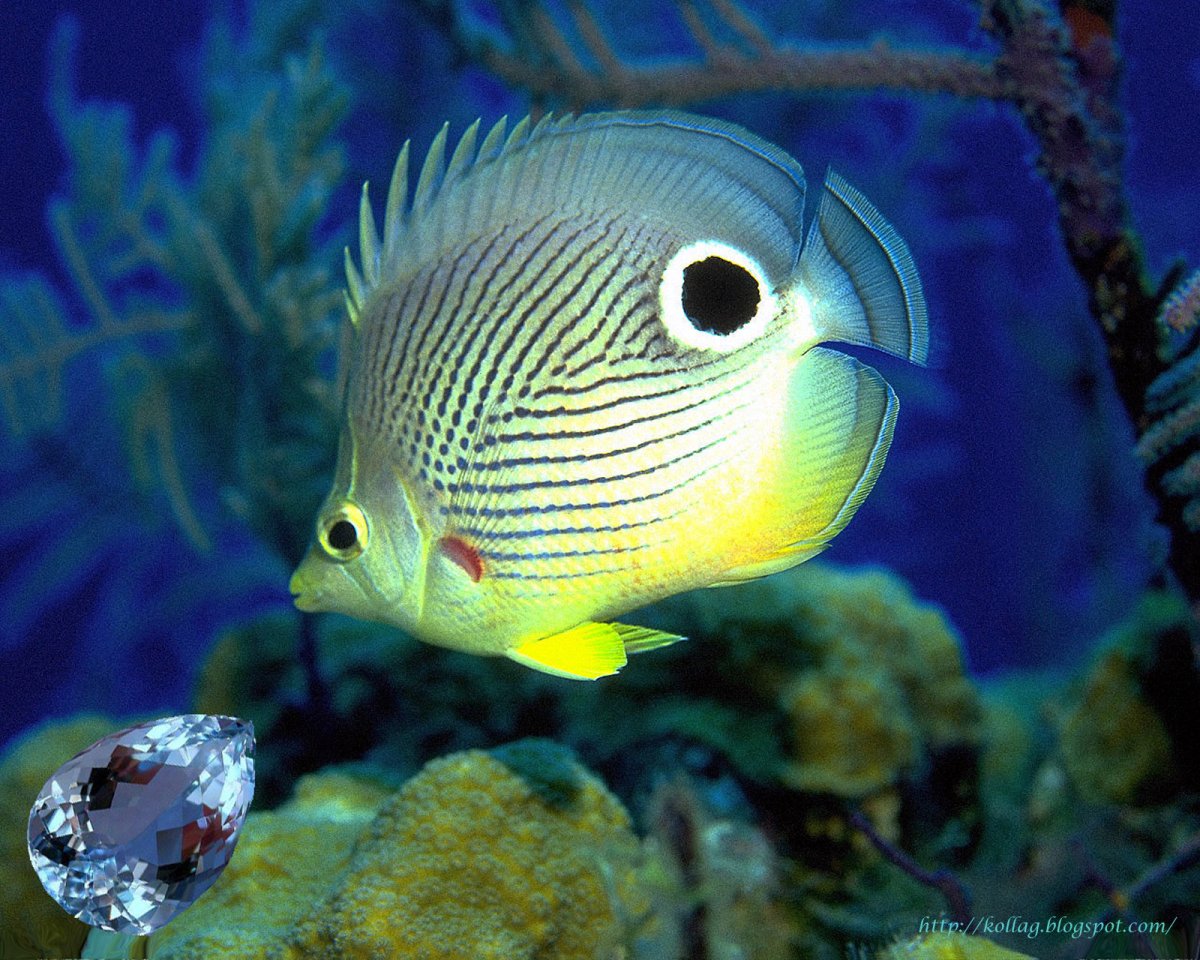 Рыба ангел синеголовый