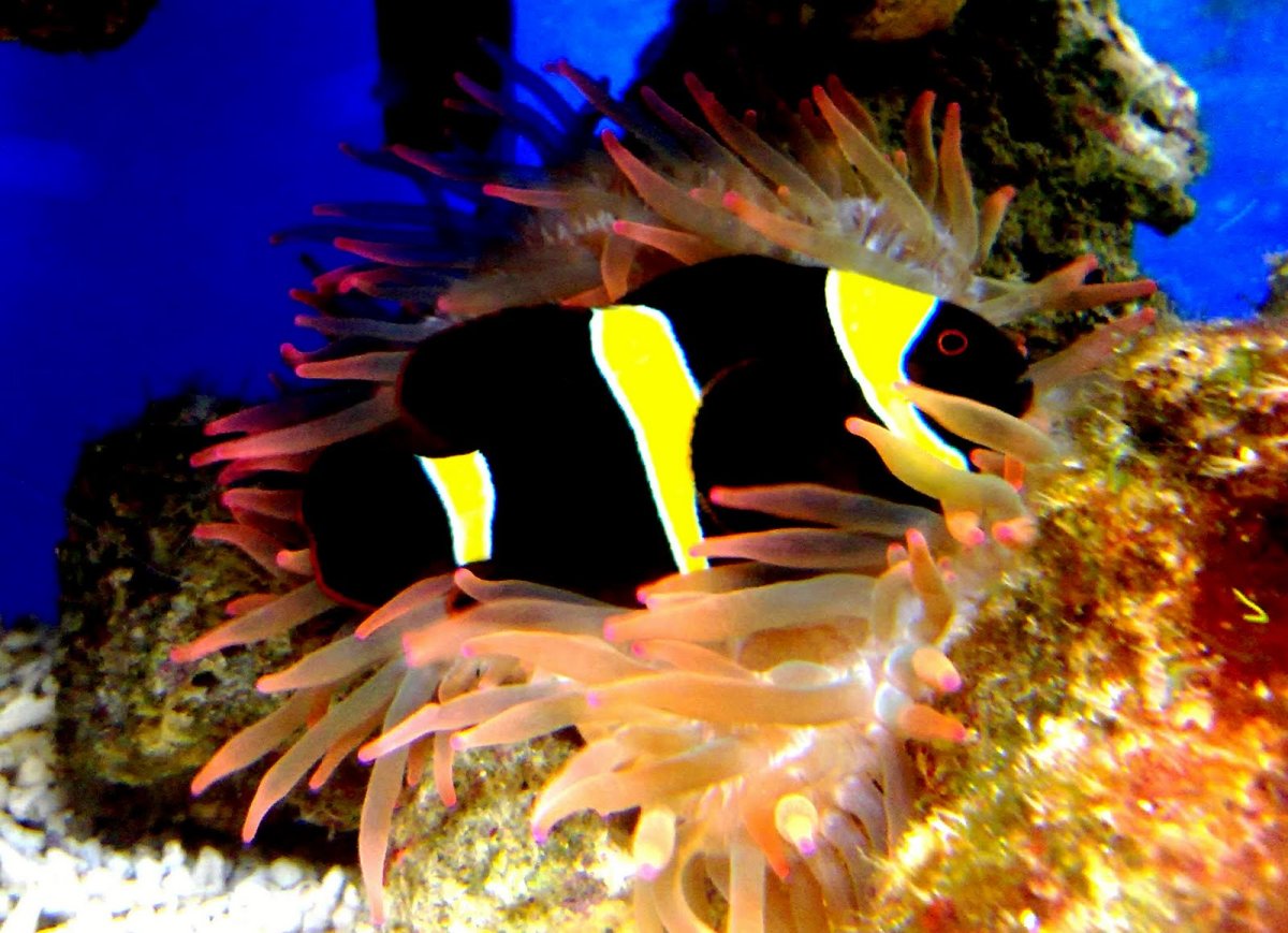 Аквариумная рыбка Мандаринка