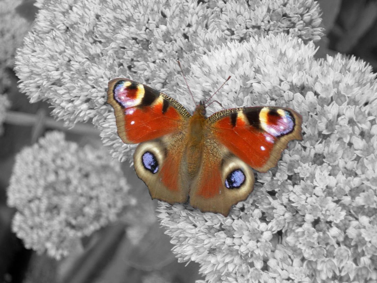 Бабочка Шоколадница и павлиний глаз
