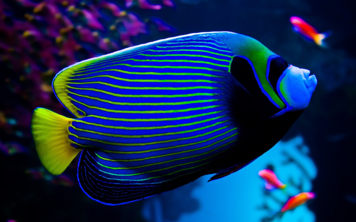 Зебрасома синяя желтохвостая