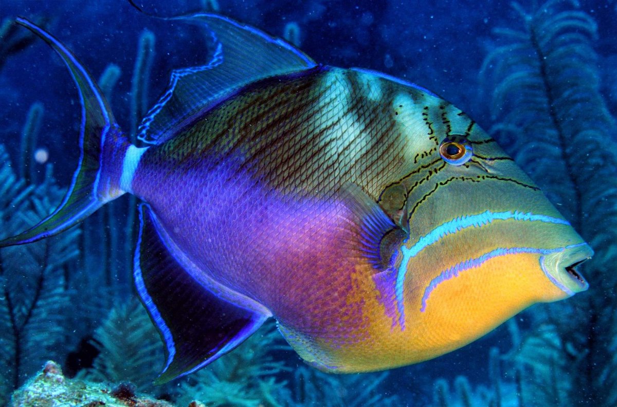Queen Angelfish