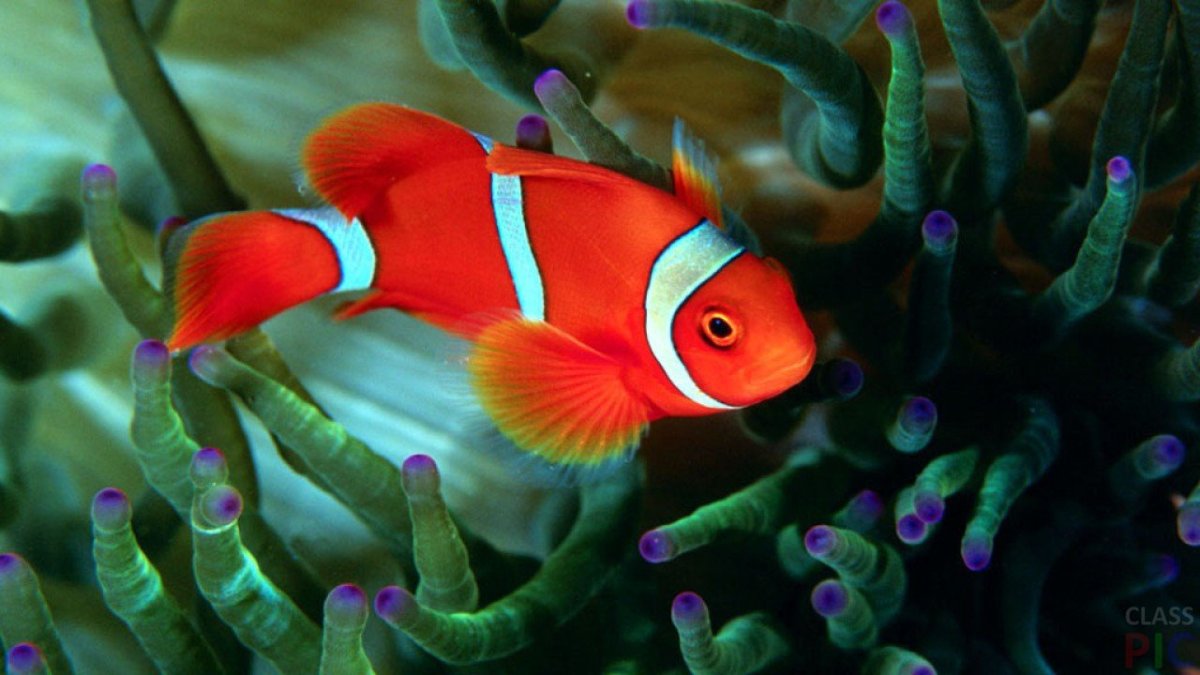 Морская рыба синяя с желтым хвостом