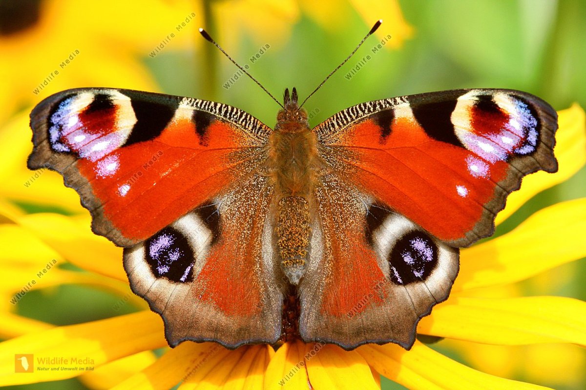 Бабочки фото