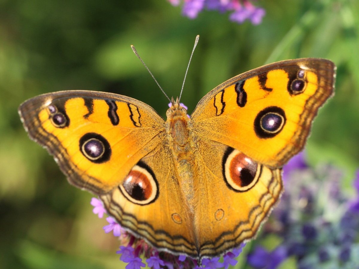Бабочки Павлин фото красивая форма