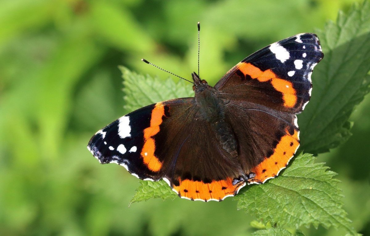 Ким бабочка