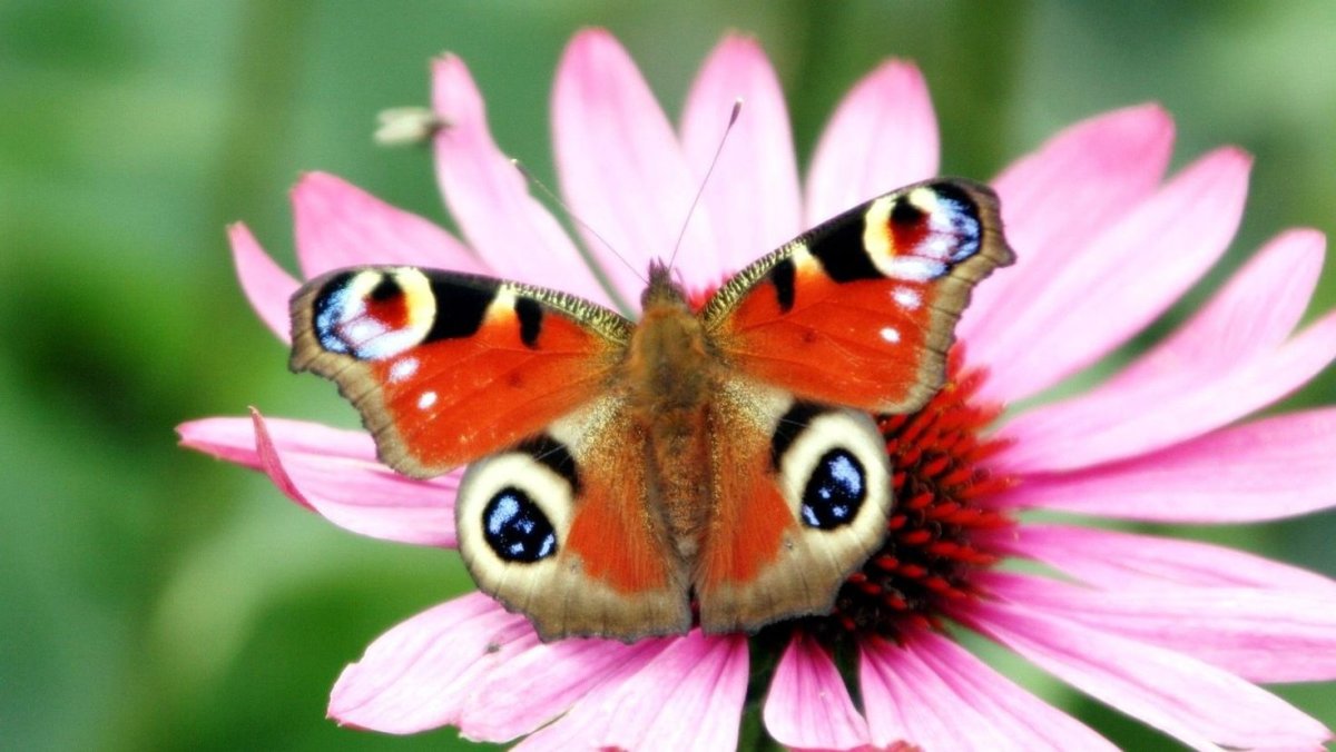 Красивые бабочки летом