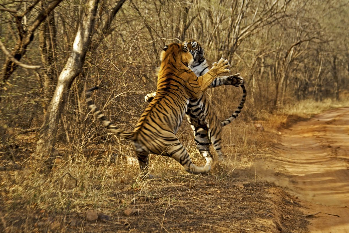 Животные в движении съемки