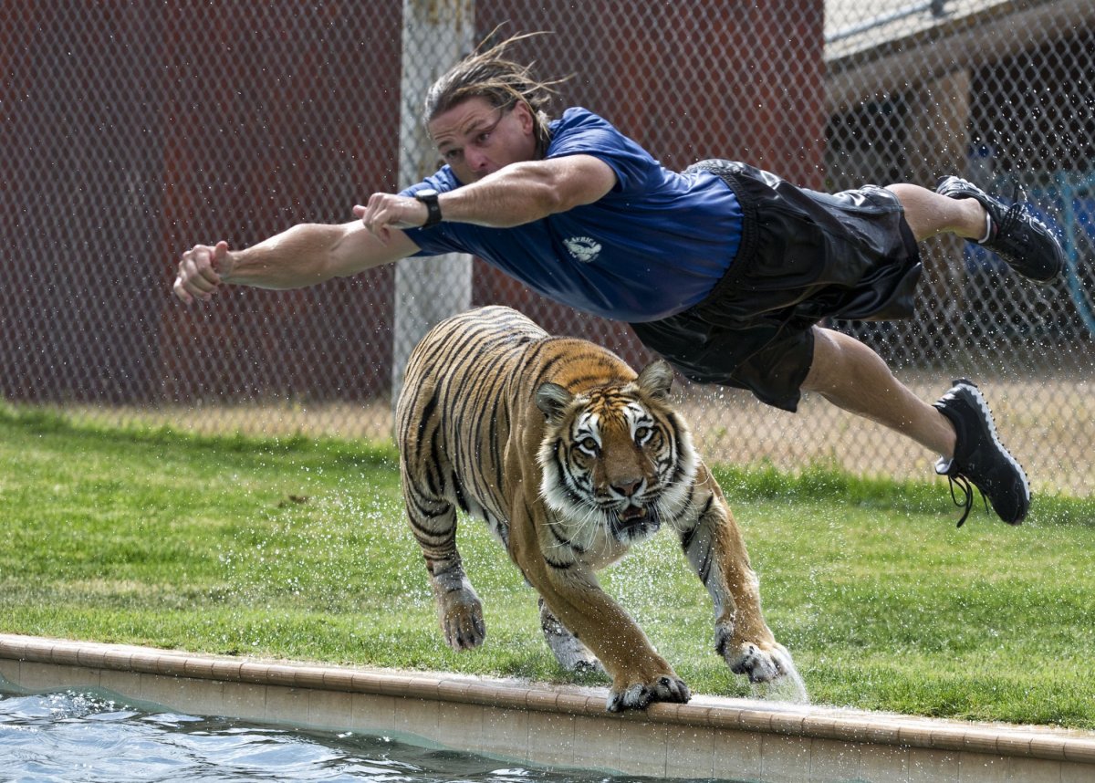 Тигр прыгает