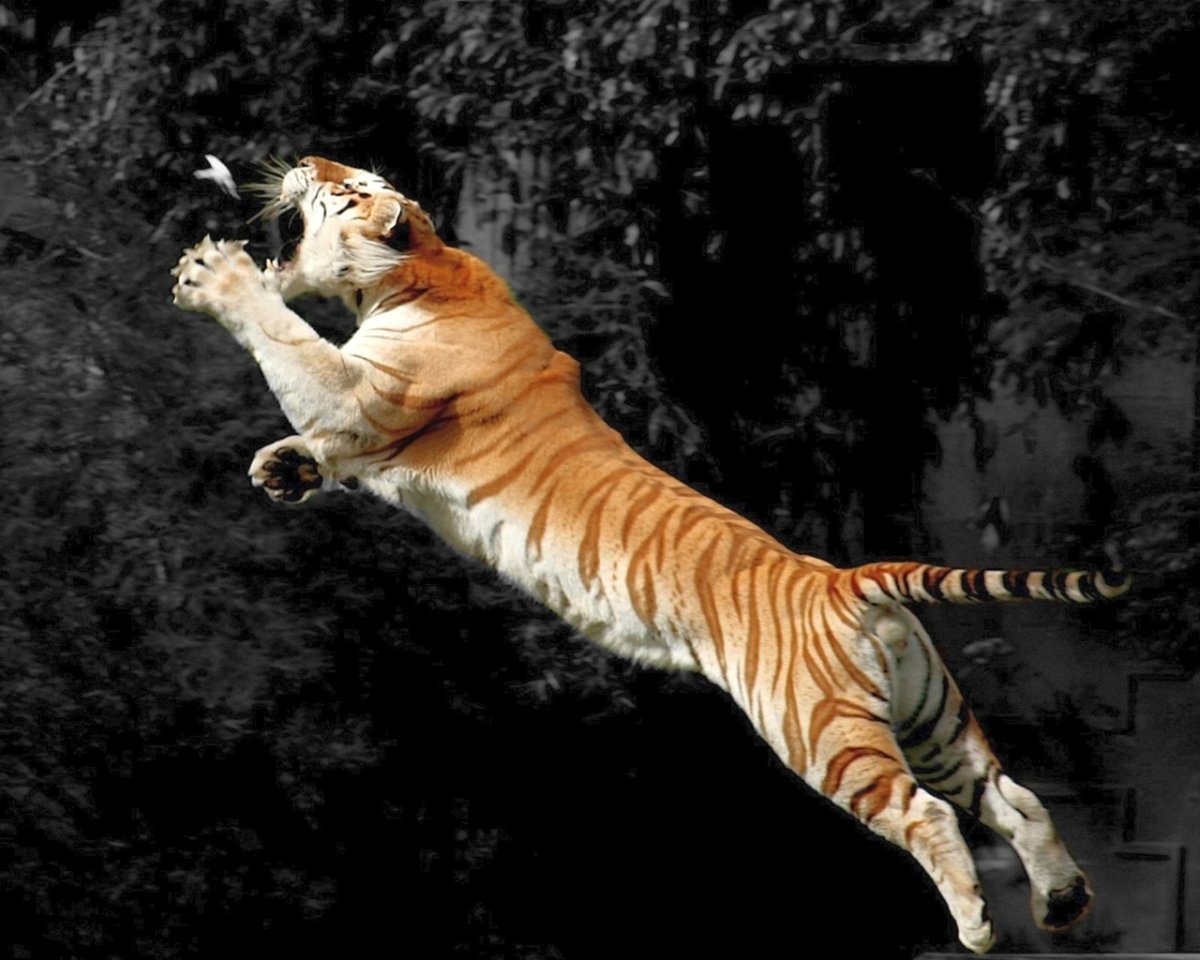 Прыжок тигра