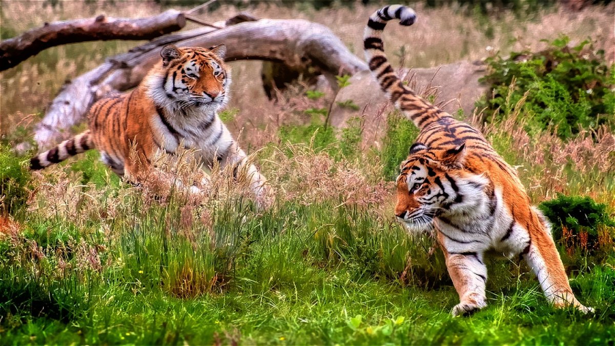 Амурский тигр бежит