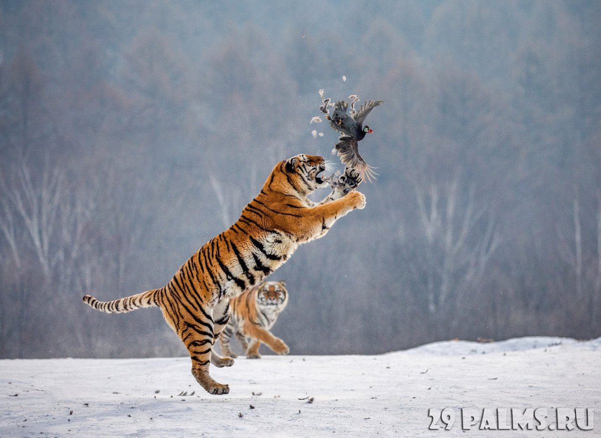 Тигр в прыжке вверх