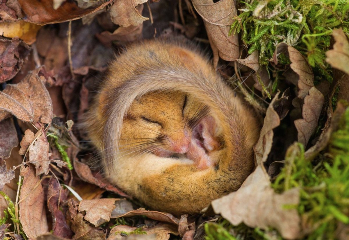 Орешниковая Соня в спячке