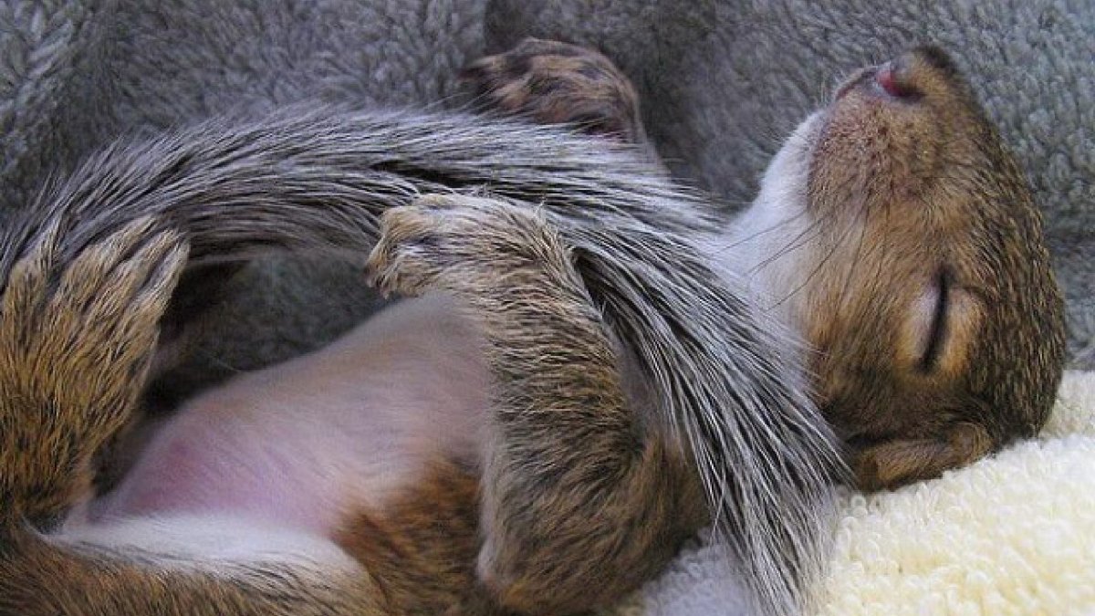 Суслик спит