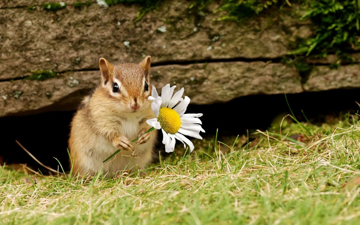 Бурундук семейство беличьих
