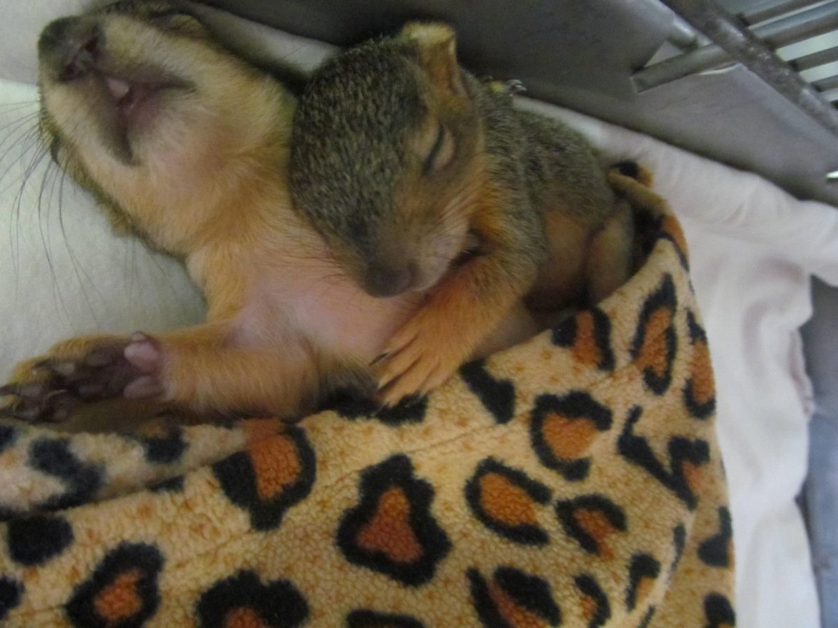 Сибирский бурундук Московский зоопарк