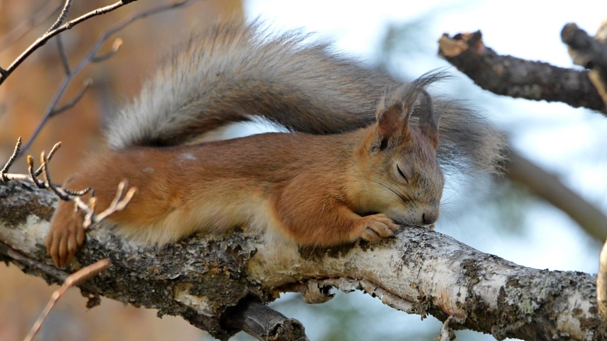 Новорожденный Бельчонок