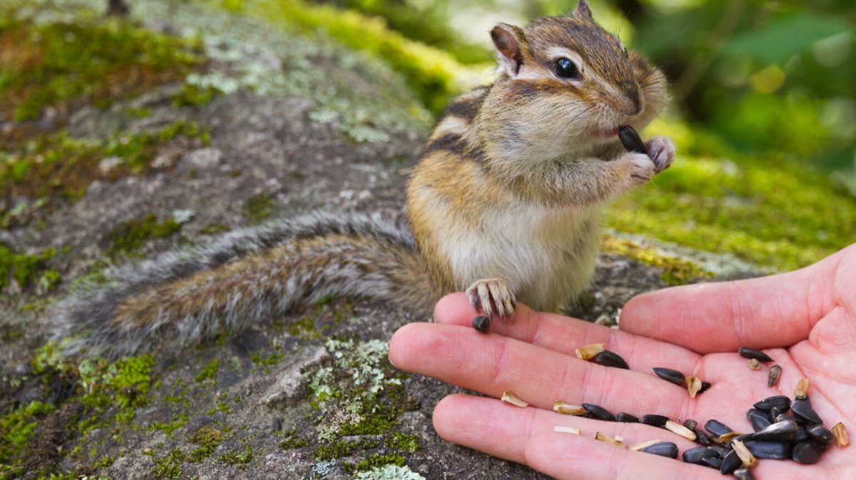 Любопытный бурундук