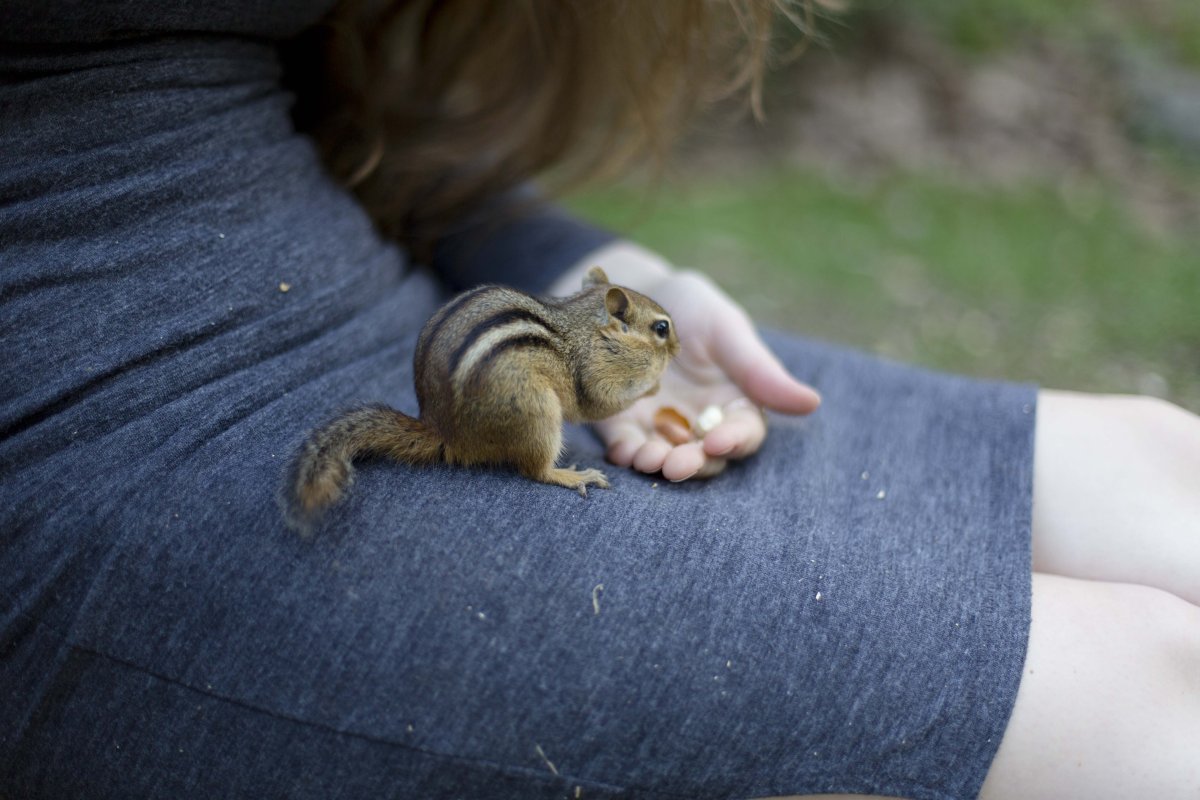 Мордочка бурундука