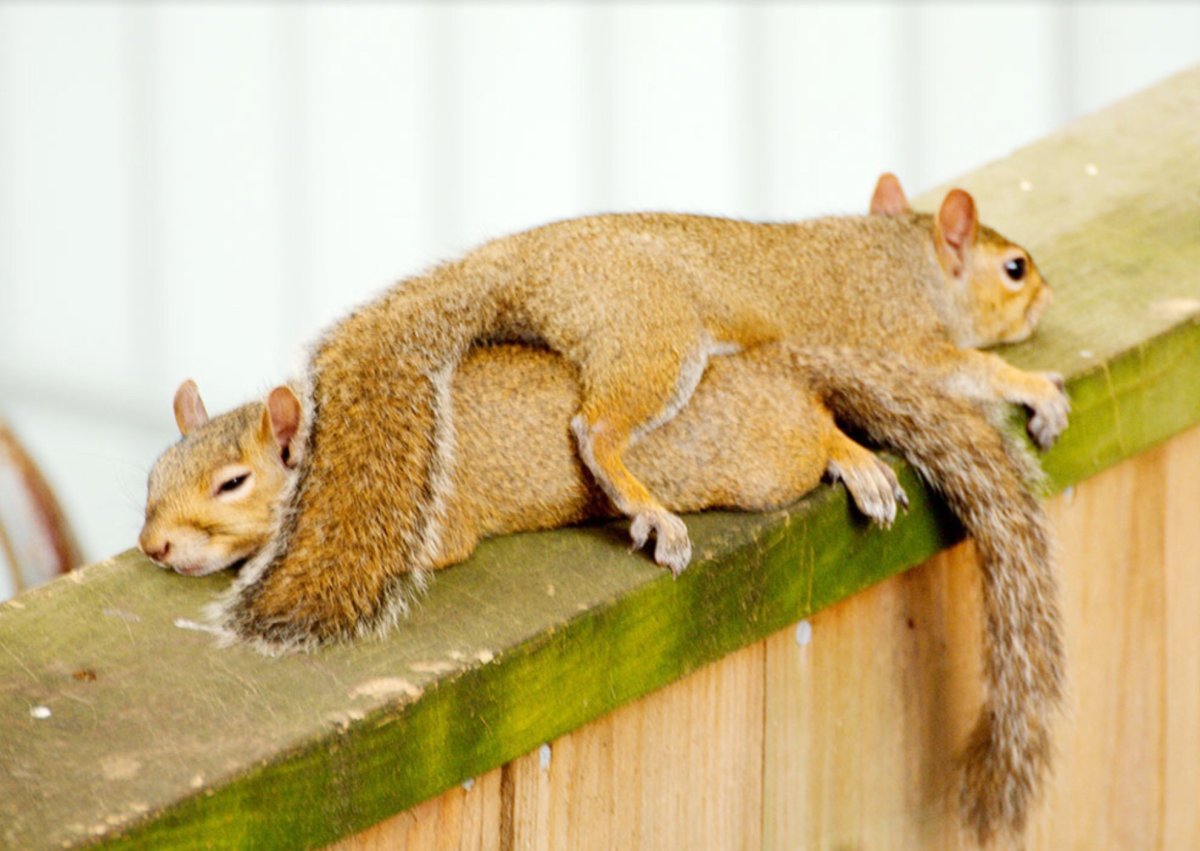 Бурундук в спячке