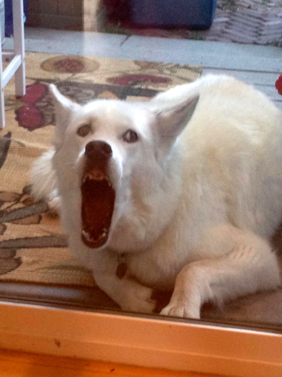 Глупая собака