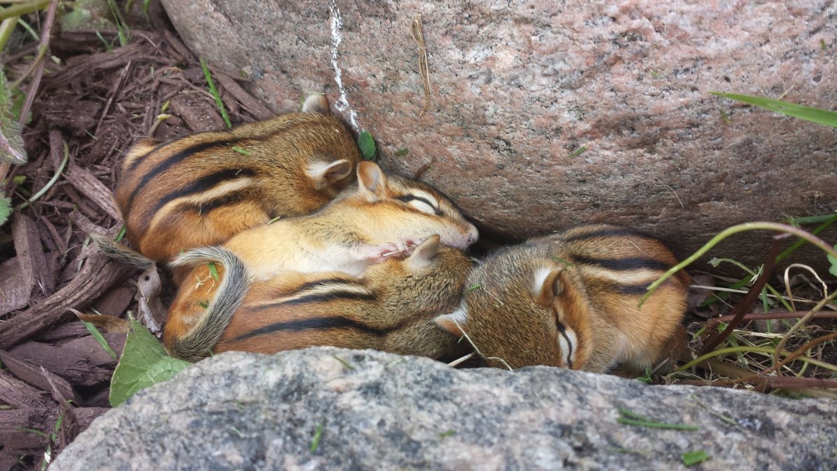 Гнездо бурундука