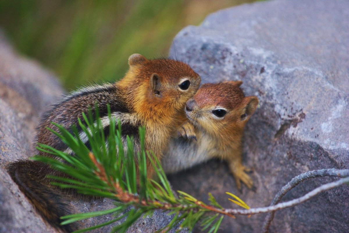 Животные в ромашках