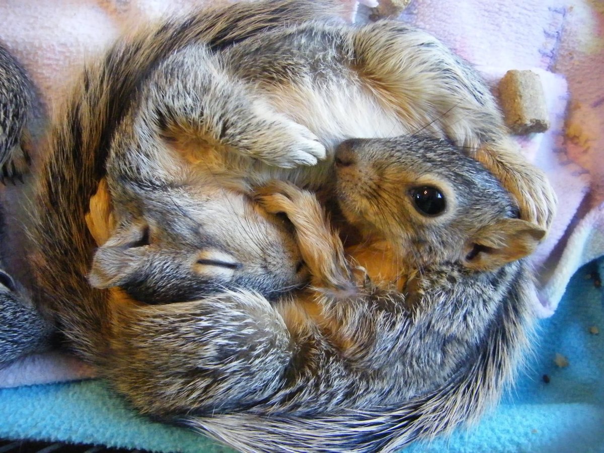 Бурундук спит