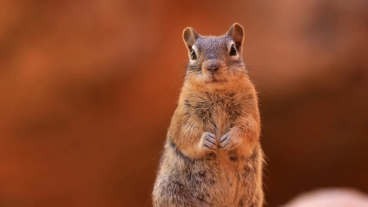 Дупло белки беличье дупло