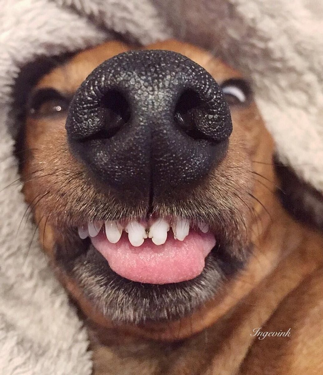 Породы собак по группам ФЦИ