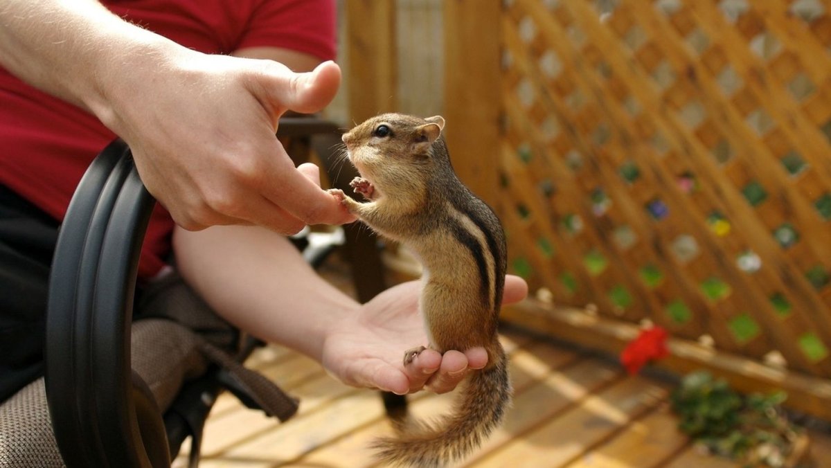 Спящие суслики