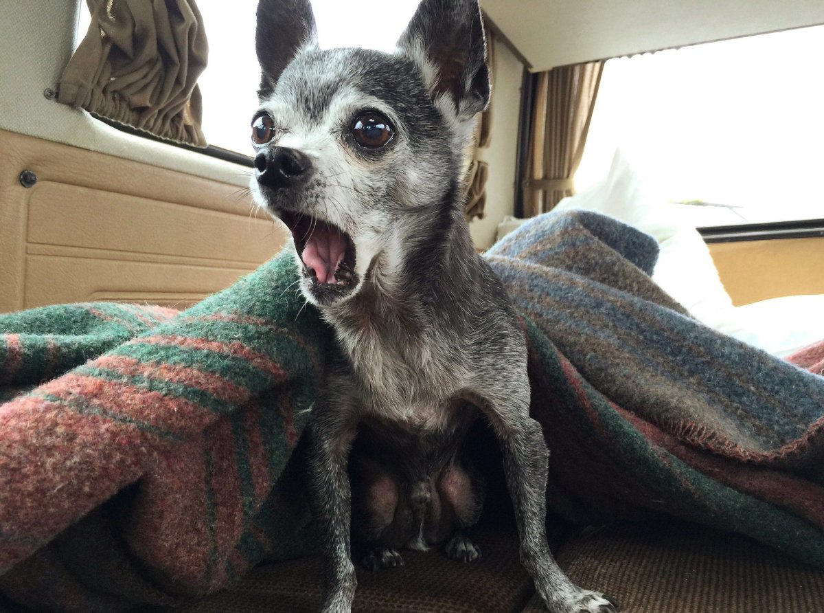 Самые прикольные собаки