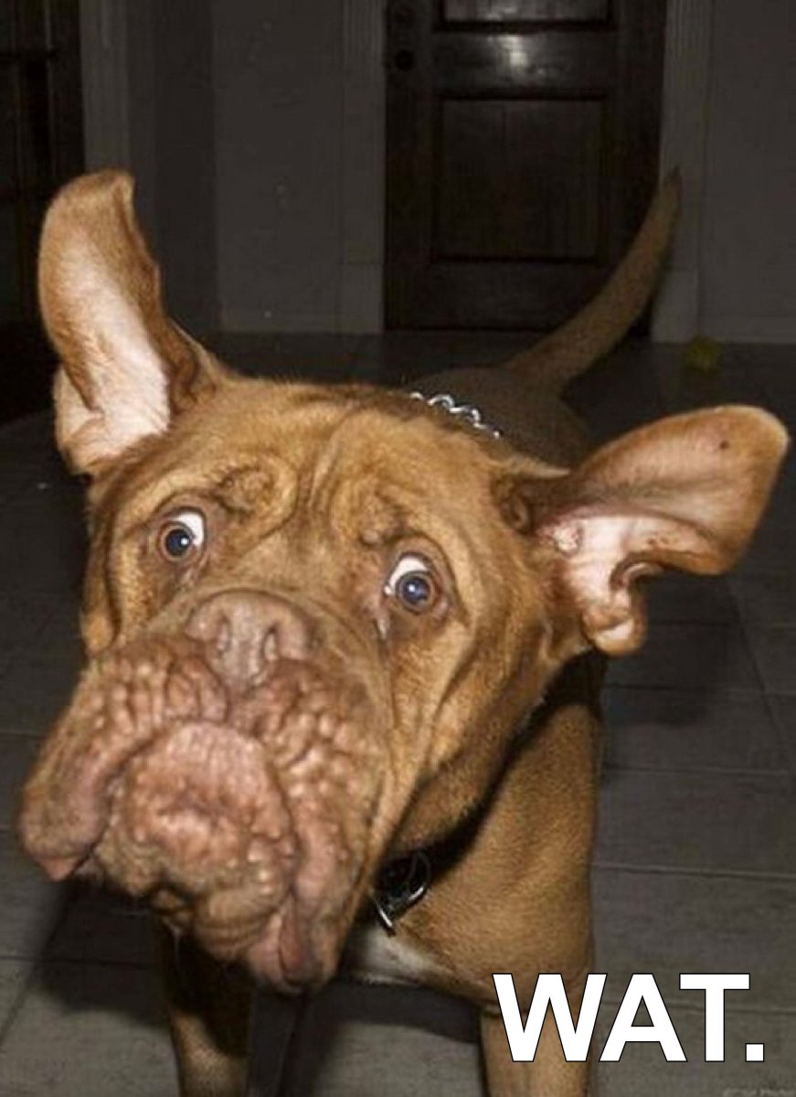 Собака с тупым выражением лица