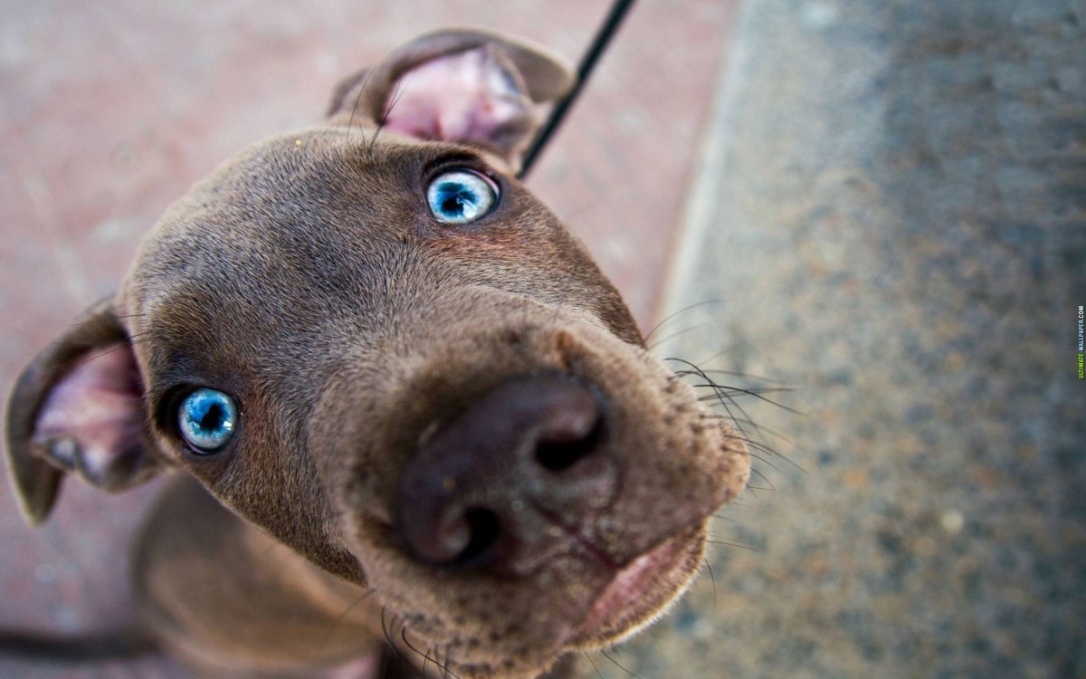 Чихуахуа Милли