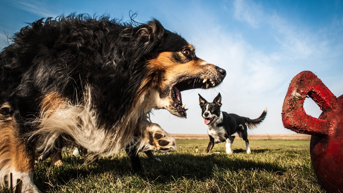 Русская борзая Эрис