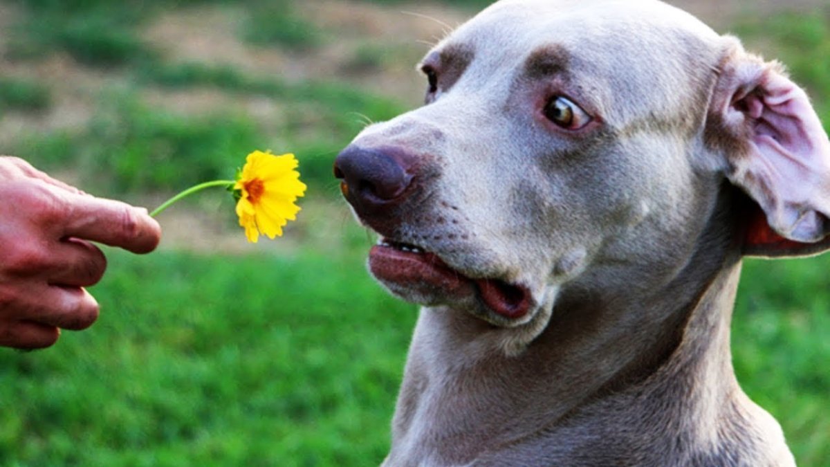 Русская псовая борзая Эрис