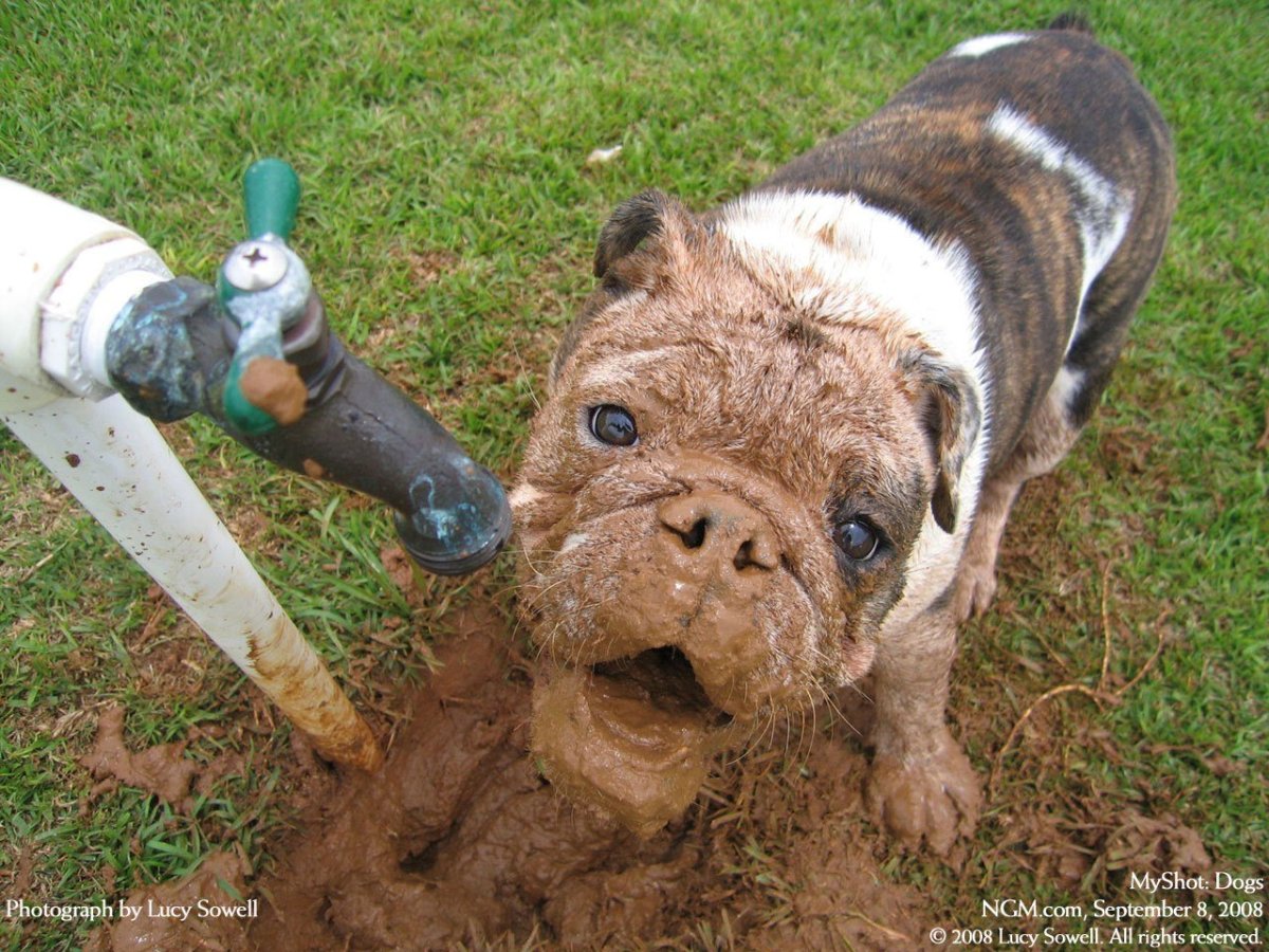 Злая чихуахуа