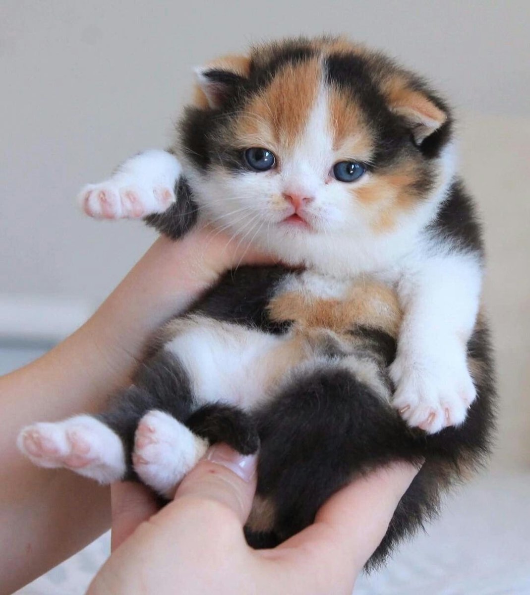 Коты Манчкин