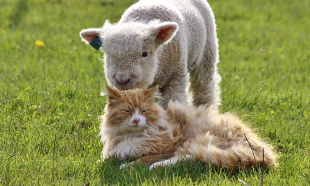 Маленькие породы котят