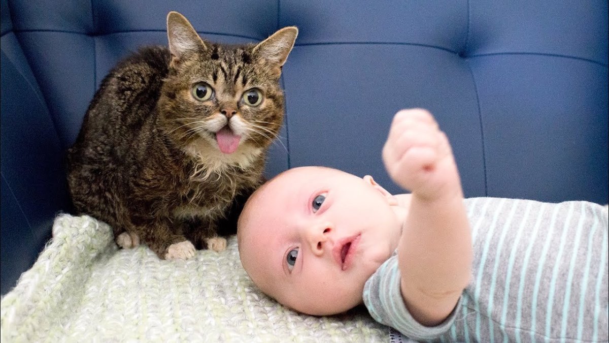 Манчкин персидский