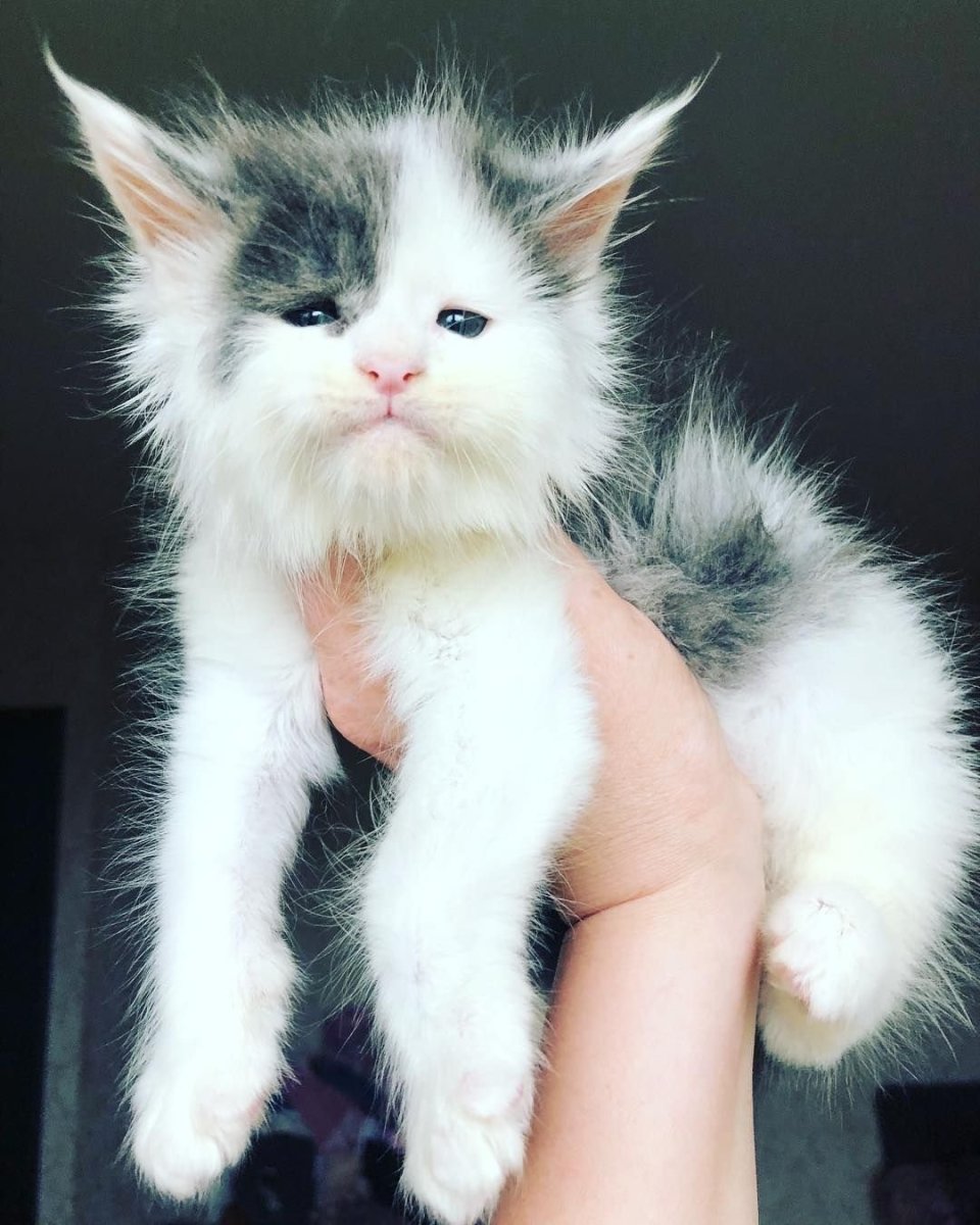 Генри Беренс с котом