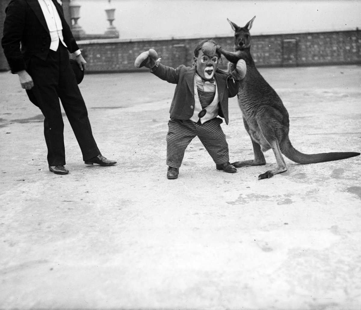 Лошадь величиной с кошку