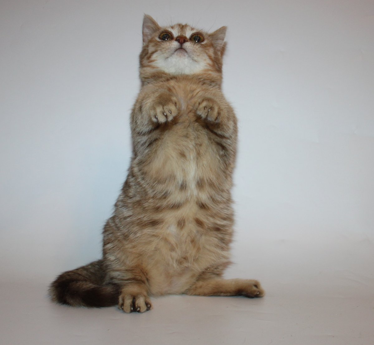 Заниженная кошка порода