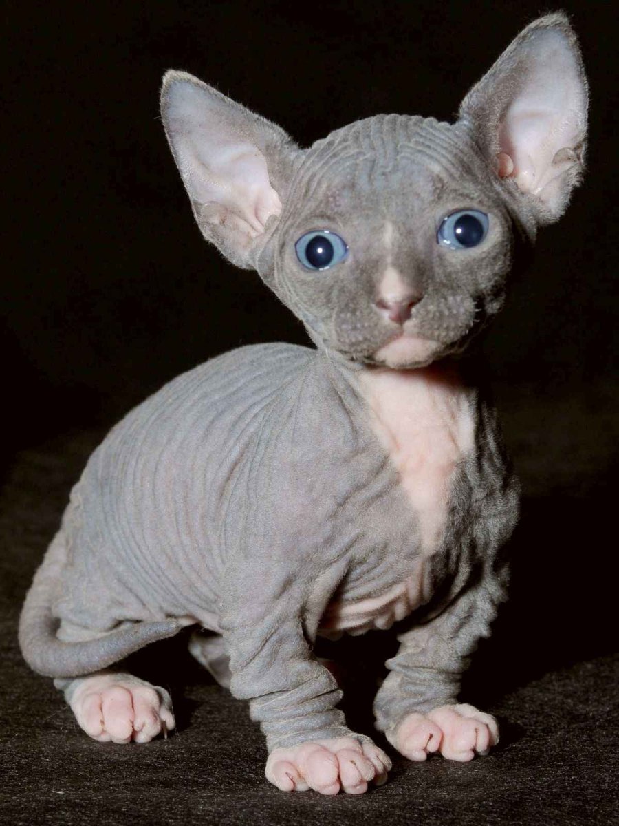 Толстая собака